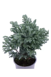 Chamaecyparis Pisifera Sky Blue v9 egarden.store online