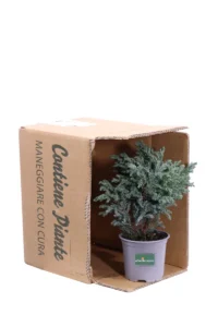 Chamaecyparis Pisifera Sky Blue