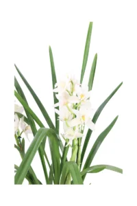 Cymbidium Bianco v14 egarden.store online