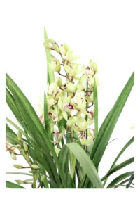 Cymbidium Bicolor v14 egarden.store online