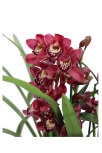 Cymbidium Fucsia v14 egarden.store online