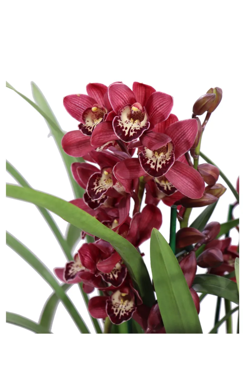 Cymbidium Fucsia v14 egarden.store online