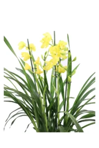 Cymbidium Giallo v14 egarden.store online