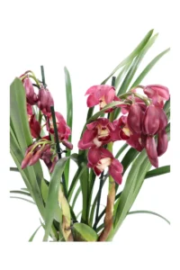 Cymbidium Rosso v14 egarden.store online