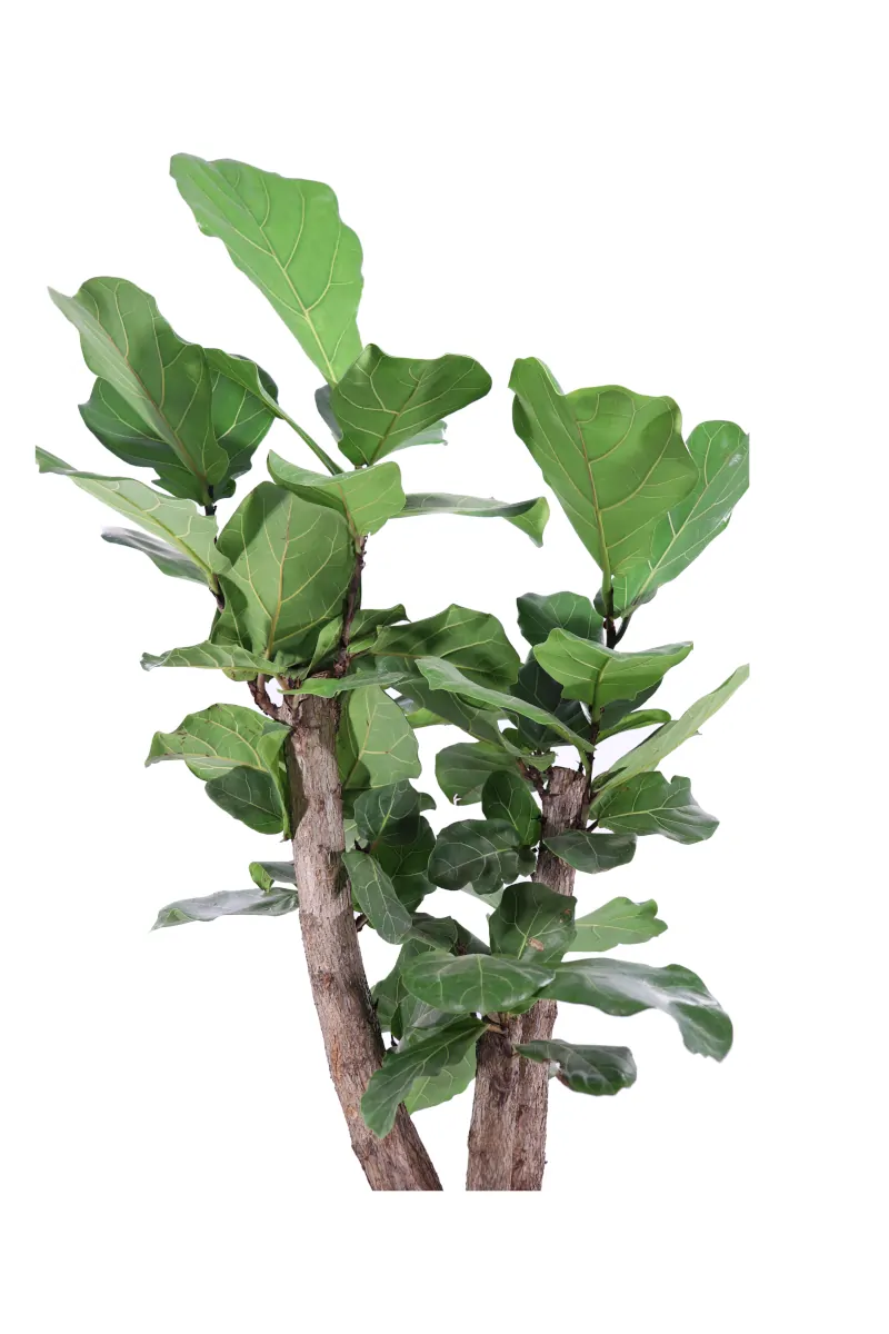 Ficus Lyrata Alberello v27 egarden.store online