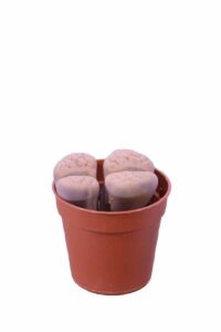 Lithops Meyeri v5 egarden.store online