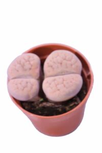 Lithops Meyeri