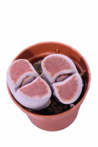 Lithops Summitatum
