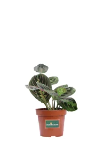 Maranta Leuconeura Fascinator v12 egarden.store online