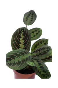 Maranta Leuconeura Fascinator v12 egarden.store online