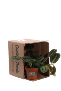 Maranta Leuconeura Fascinator