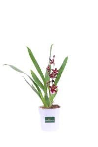 Orchidea Bordeaux v12 egarden.store online