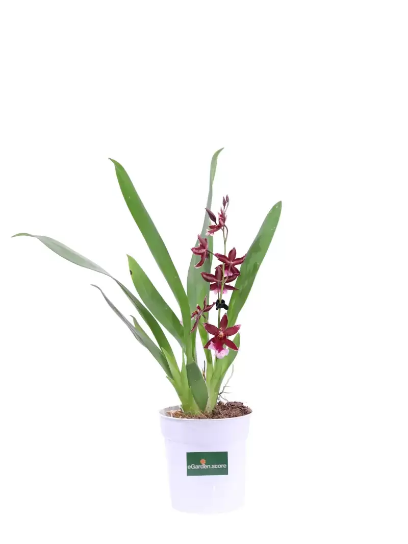 Orchidea Bordeaux v12 egarden.store online
