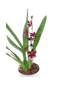 Orchidea Bordeaux v12 egarden.store online