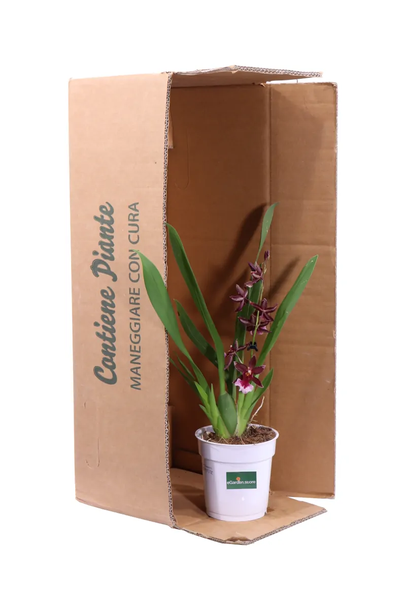Orchidea Bordeaux v12 egarden.store online