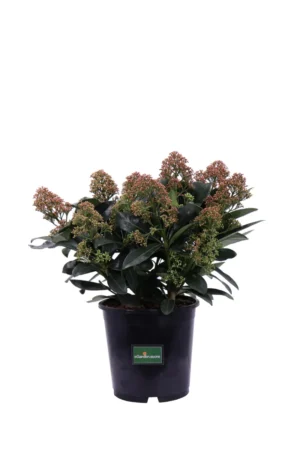Skimmia Japonica Miracle v19 egarden.store online