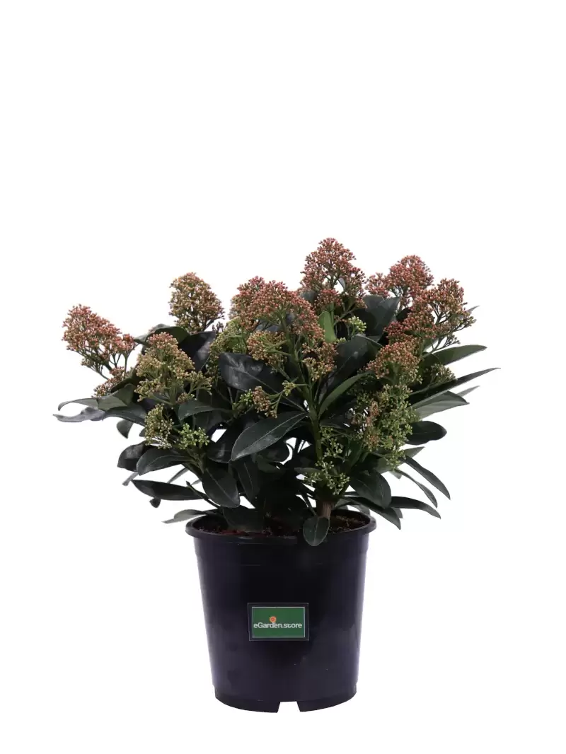 Skimmia Japonica Miracle v19 egarden.store online
