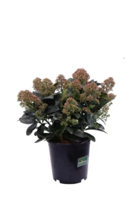 Skimmia Japonica Miracle v19 egarden.store online