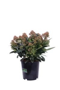 Skimmia Japonica Miracle v19 egarden.store online
