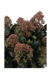 Skimmia Japonica Miracle v19 egarden.store online