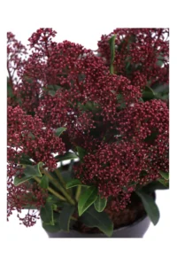 Skimmia Japonica Rubesta v13 egarden.store online
