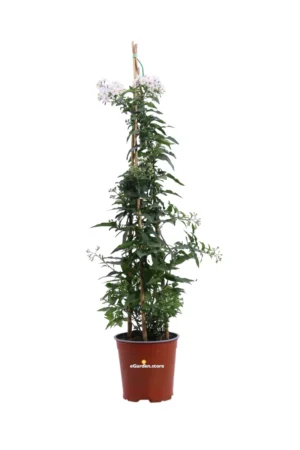 Solanum Jasminoides Bianco Piramide v17 egarden.store online