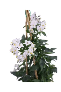Solanum Jasminoides Bianco Piramide v17 egarden.store online