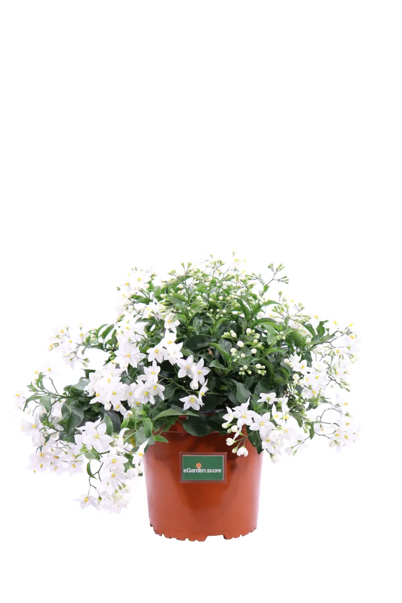 Solanum Jasminoides Bianco v16 egarden.store online