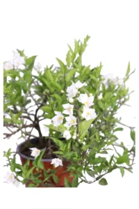 Solanum Jasminoides Bianco v17 egarden.store online