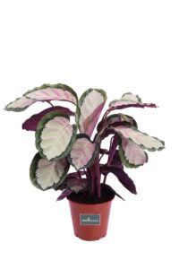calathea picturata v19 egarden.store online