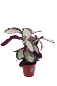 calathea picturata v19 egarden.store online