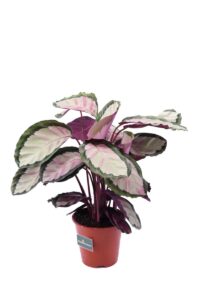 calathea picturata v19 egarden.store online
