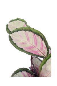 calathea picturata v19 egarden.store online