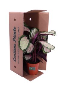 calathea picturata v19 egarden.store online