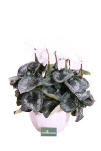 ciclamino basket bianco v22 egarden.store online