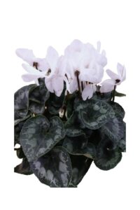 ciclamino basket bianco v22 egarden.store online