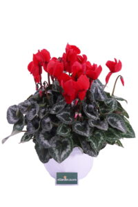 ciclamino basket rosso v22 egarden.store online