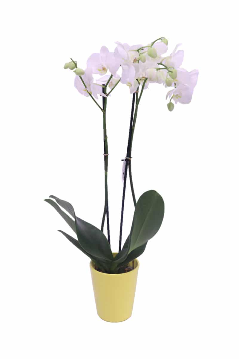 orchidea deco bianca online