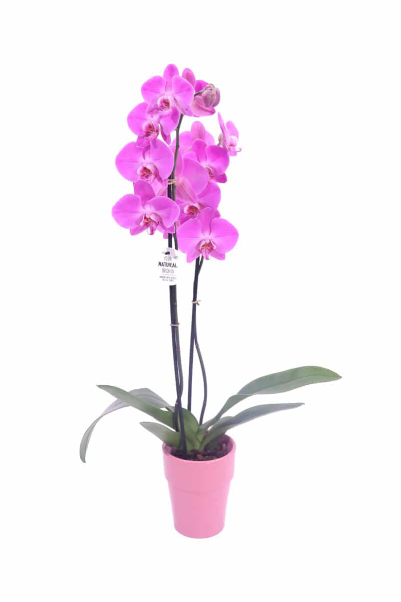orchidea deco fucsia online