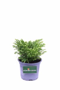 selaginella Martensii Jori v9 egarden.store online