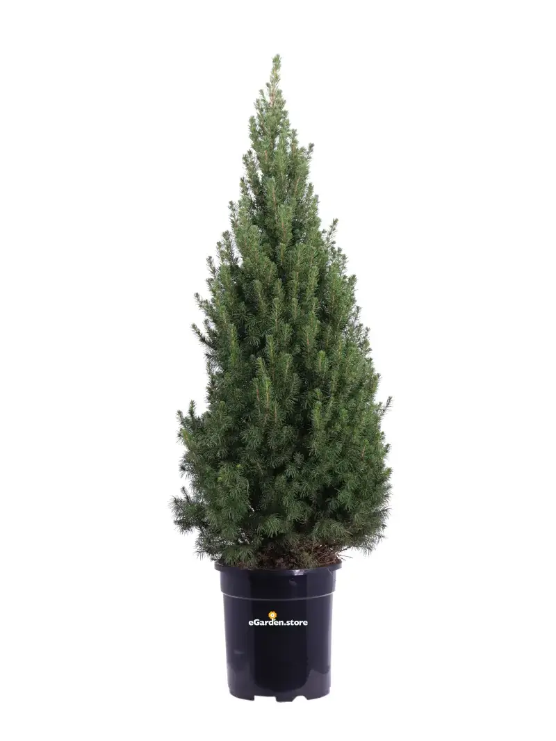 Abete del Canada - Picea Glauca v24 egarden.store online