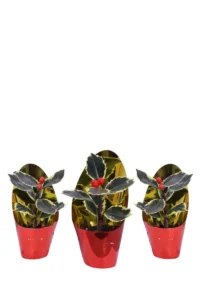 Agrifoglio Variegato Segnaposto Set v6 egarden.store online