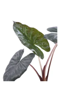 Alocasia Sarawakensis Yucatan Princess v14 egarden.store 2 Alocasia Sarawakensis Yucatan Princess v14 egarden.store online