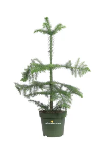 Araucaria Heterophylla v.17 egarden.store 1 Araucaria Heterophylla v.17 egarden.store online