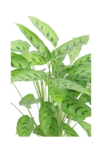Calathea Leopardina v12 egarden.store online