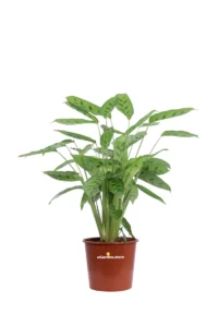 Calathea Leopardina v17 egarden.store online