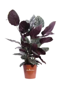 Calathea Sanderiana Ornata Bianca