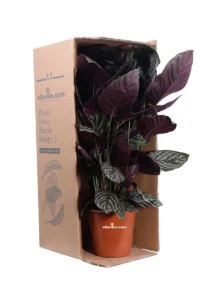 Calathea Sanderiana Ornata Bianca