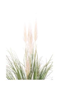 Erba della Pampas - Cortaderia Selloana Bianca v24 egarden.store online