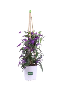 Handerbergia Violacea v17 egarden.store 1 Handerbergia Violacea v17 egarden.store online